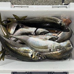 3月6日（金）午後便・アジ釣りの写真その10