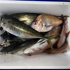 3月6日（金）午後便・アジ釣りの写真その11