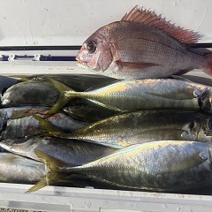 3月7日（土）午後便・アジ釣りの写真その5