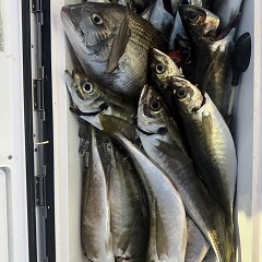 3月7日（土）午後便・アジ釣りの写真その6