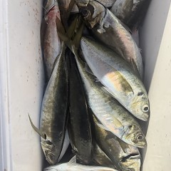 3月7日（土）午後便・アジ釣りの写真その7