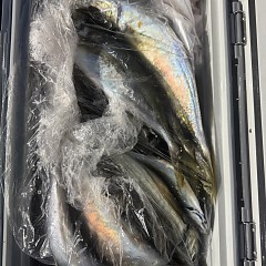 3月7日（土）午後便・アジ釣りの写真その8