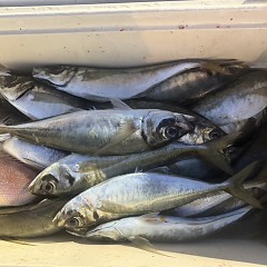 3月7日（土）午後便・アジ釣りの写真その9