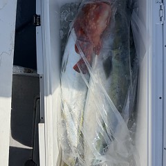 3月 8日（日）一日便・泳がせ釣りの写真その11