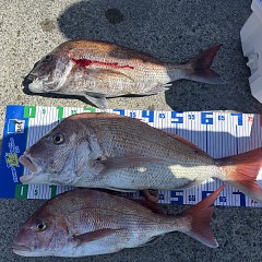 3月8日（日）午前便・泳がせ釣りの写真その5