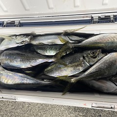 3月 9日（月）午後便・アジ釣りの写真その4