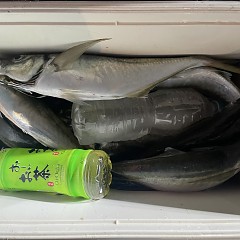 3月 9日（月）午後便・アジ釣りの写真その8