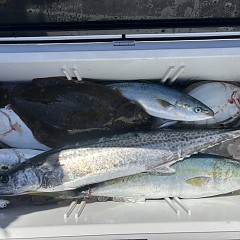 3月10日（火）午前便・泳がせ釣りの写真その4