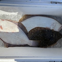 3月10日（火）午前便・泳がせ釣りの写真その5