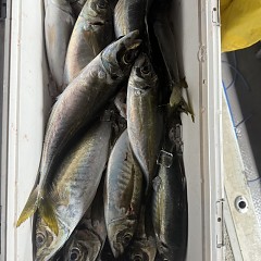 3月 10日（火）午後便・アジ釣りの写真その6