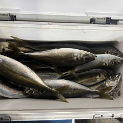 3月 10日（火）午後便・アジ釣りの写真その7