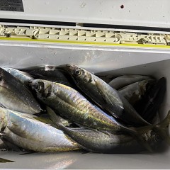 3月 10日（火）午後便・アジ釣りの写真その8