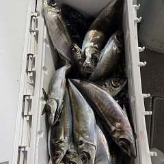 3月 10日（火）午後便・アジ釣りの写真その9