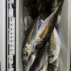 3月 10日（火）午後便・アジ釣りの写真その10