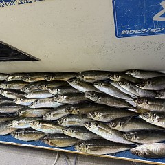 3月 10日（火）午後便・アジ釣りの写真その11