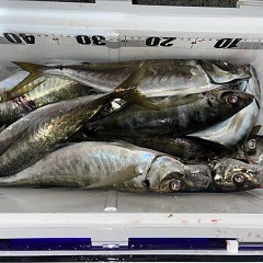 3月11日（水）午前便・泳がせ釣り・午後便・アジ釣りの写真その3