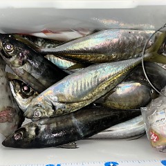 3月11日（水）午前便・泳がせ釣り・午後便・アジ釣りの写真その4