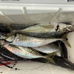 3月11日（水）午前便・泳がせ釣り・午後便・アジ釣りの写真その6