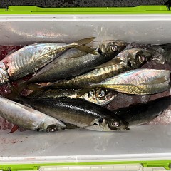 3月11日（水）午前便・泳がせ釣り・午後便・アジ釣りの写真その7