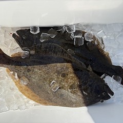 3月12日(木)午前便・泳がせ釣りの写真その6