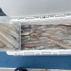 3月 13日（金）一日便・ヤリイカ釣りの写真その8