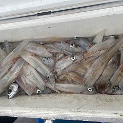 3月 13日（金）一日便・ヤリイカ釣りの写真その9