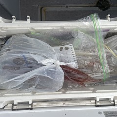 3月 13日（金）一日便・ヤリイカ釣りの写真その10