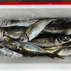 3月12日(木)午後便・アジ釣りの写真その2