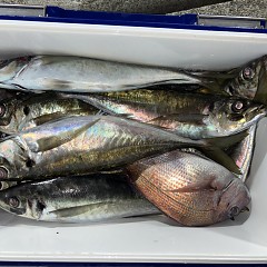 3月12日(木)午後便・アジ釣りの写真その4