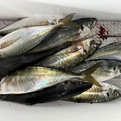 3月12日(木)午後便・アジ釣りの写真その6