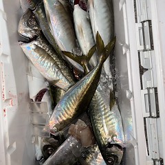 3月13日（金）午後便・アジ釣りの写真その8