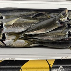 3月13日（金）午後便・アジ釣りの写真その9