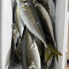 3月13日（金）午後便・アジ釣りの写真その10