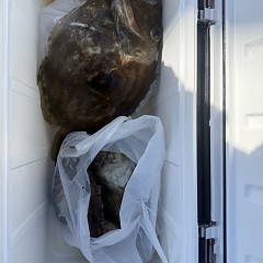 3月 14日(土)泳がせ釣りの写真その8