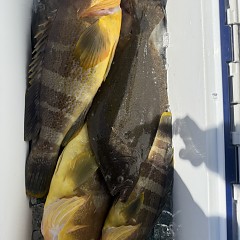 3月 14日(土)泳がせ釣りの写真その10