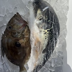 3月 14日(土)泳がせ釣りの写真その11