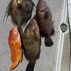 3月 15日（日）午前、泳がせ、午後、アジ釣りの写真その2