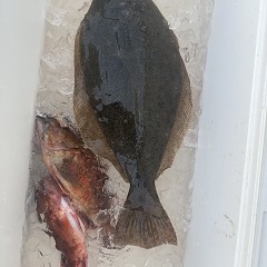 3月 15日（日）午前、泳がせ、午後、アジ釣りの写真その3