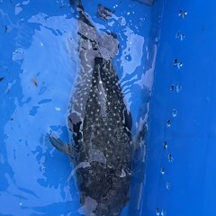 3月 15日（日）午前、泳がせ、午後、アジ釣りの写真その4