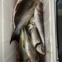 3月 15日（日）午前、泳がせ、午後、アジ釣りの写真その5