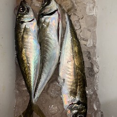 3月 15日（日）午前、泳がせ、午後、アジ釣りの写真その6