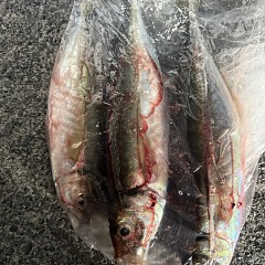 3月 15日（日）午前、泳がせ、午後、アジ釣りの写真その7