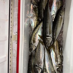 3月16日（月）午前便・泳がせ釣り・午後便・アジ釣りの写真その7