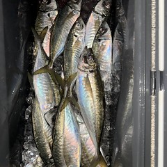 3月16日（月）午前便・泳がせ釣り・午後便・アジ釣りの写真その8