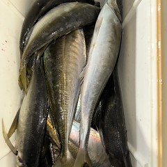 3月16日（月）午前便・泳がせ釣り・午後便・アジ釣りの写真その9