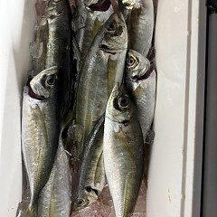 3月16日（月）午前便・泳がせ釣り・午後便・アジ釣りの写真その10