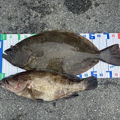 3月18日（水）午前便・泳がせ釣りの写真その2