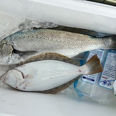 3月18日（水）午前便・泳がせ釣りの写真その5