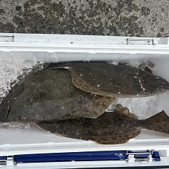 3月18日（水）午前便・泳がせ釣りの写真その3