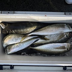 3月18日（水）午後便・アジ釣りの写真その2